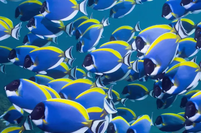 Framed Print : Powder blue surgeonfish (Acanthurus leucosternon), large school swimming, Andaman Sea Framed Print : Powder blue surgeonfish (Acanthurus leucosternon), large school swimming, Andaman Sea
