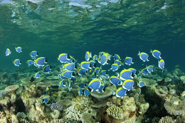 Framed Print : Powder-blue surgeonfish (Acanthurus leucosternon) shoal swimming above coral reef, Maldives, Indian Ocean Framed Print : Powder-blue surgeonfish (Acanthurus leucosternon) shoal swimming above coral reef, Maldives, Indian Ocean