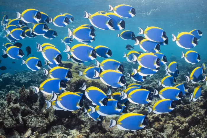 Framed Print : Powderblue surgeonfish (Acanthurus leucosternon) school swimming over a coral reef, Laamu Atoll, Maldives, Indian Ocean Framed Print : Powderblue surgeonfish (Acanthurus leucosternon) school swimming over a coral reef, Laamu Atoll, Maldives, Indian Ocean