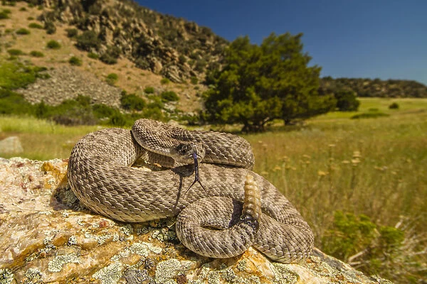 Prairie Rattlesnake (Crotalus viridis) sunbathing, Bozeman, Montana, USA