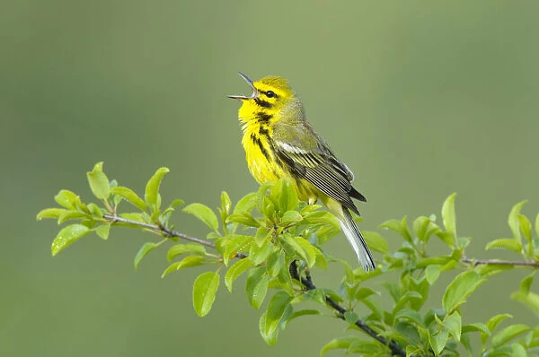 Prairie Warbler (Dendroica discolor) male singing on branch of tree, with spring leaves