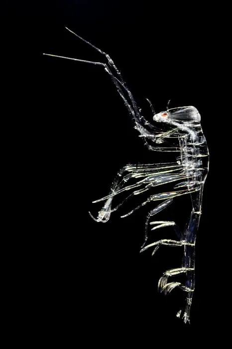 Framed Print : Pram bug amphipod (Phronima sp.) portrait, inhabiting the pelagic zone of the deep ocean. These creatures are known for their semi-transparent bodies Framed Print : Pram bug amphipod (Phronima sp.) portrait, inhabiting the pelagic zone of the deep ocean. These creatures are known for their semi-transparent bodies