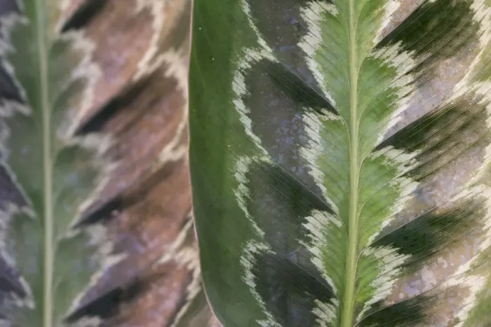 Framed Print : Prayer plant (Calathea plowmanii) close up of leaf, TU Delft Botanical Garden, Netherlands, August Framed Print : Prayer plant (Calathea plowmanii) close up of leaf, TU Delft Botanical Garden, Netherlands, August