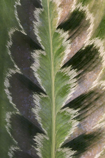 Prayer plant (Calathea plowmanii) close up of leaf, TU Delft Botanical Garden, Netherlands, August