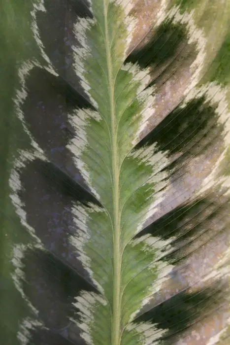 Framed Print : Prayer plant (Calathea plowmanii) close up of leaf, TU Delft Botanical Garden, Netherlands, August Framed Print : Prayer plant (Calathea plowmanii) close up of leaf, TU Delft Botanical Garden, Netherlands, August