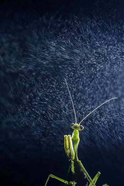 Praying mantis (Mantidae) with water vapour from cloud. Taken at high altitude hill station, Himalayas, India