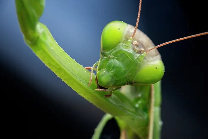 Framed Print : Praying mantis (Mantis religiosa) grooming, portrait, Valais, Switzerland. October Framed Print : Praying mantis (Mantis religiosa) grooming, portrait, Valais, Switzerland. October