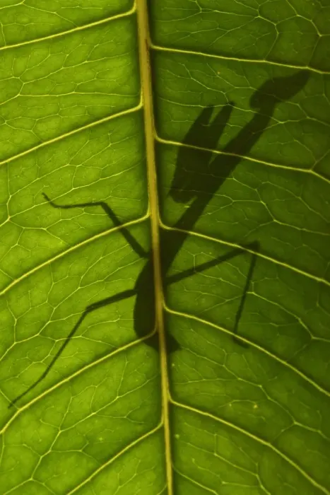 Framed Print : Praying mantis nymph silhouetted through leaf Framed Print : Praying mantis nymph silhouetted through leaf