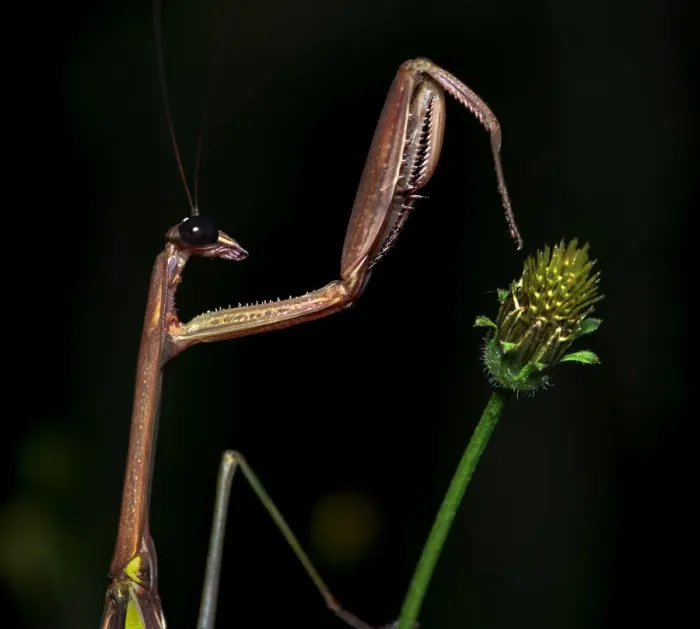 Framed Print : Praying mantis (Tenodera sp) on plant at night. Wuliangshan Nature Reserve, Jingdong Framed Print : Praying mantis (Tenodera sp) on plant at night. Wuliangshan Nature Reserve, Jingdong