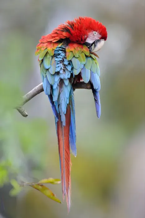Framed Print : Preening red-and-green macaw or green-winged macaw (Ara chloropterus) (Family Psittacidae). Buraco das Araras (Sinkhole of the Macaws), Jardim, Mato Grosso do Sul, Brazil. September Framed Print : Preening red-and-green macaw or green-winged macaw (Ara chloropterus) (Family Psittacidae). Buraco das Araras (Sinkhole of the Macaws), Jardim, Mato Grosso do Sul, Brazil. September