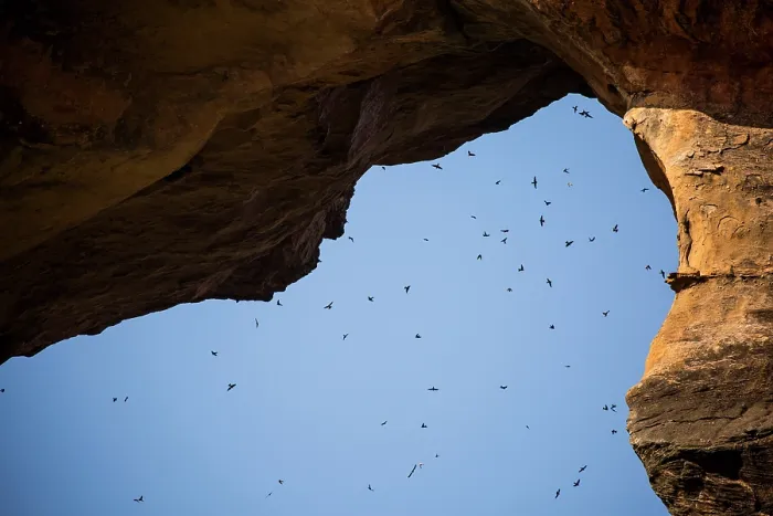 Framed Print : Preuss's cliff swallows (Petrochelidon preussi) flock flying under the Arch of Kamadjan, Mali Framed Print : Preuss's cliff swallows (Petrochelidon preussi) flock flying under the Arch of Kamadjan, Mali