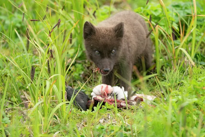 Framed Print : Pribilof Islands arctic fox (Vulpes lagopus pribilofensis) blue morph cub, feeding on dead Murre (Uria sp.), St. Paul, Pribilof Islands, Alaska, USA. July Framed Print : Pribilof Islands arctic fox (Vulpes lagopus pribilofensis) blue morph cub, feeding on dead Murre (Uria sp.), St. Paul, Pribilof Islands, Alaska, USA. July