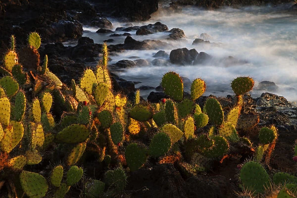 Pricklepear (Opuntia sp. ) growing on coastline, Socorro Island, Revillagigedo Archipelago