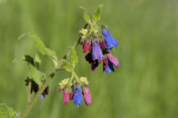 Framed Print : Prickly comfrey (Symphytum asperum), flowers open red and change to blue. Caucasus, Russia