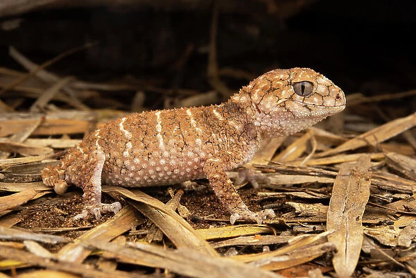 Prickly knob-tailed gecko (Nephrurus asper) hunting at night, Goonderoo Nature Reserve, Queensland, Australia