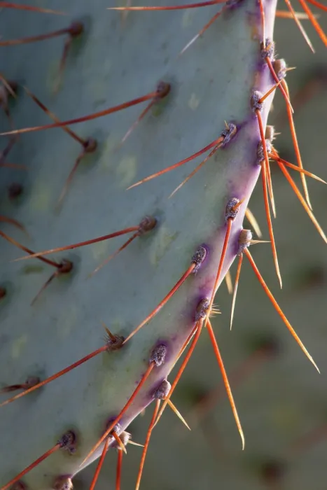 Framed Print : Prickly pear cacrua (Opuntia sp.) spines detail, Los Ojos Ranch, Sonora, Mexico Framed Print : Prickly pear cacrua (Opuntia sp.) spines detail, Los Ojos Ranch, Sonora, Mexico