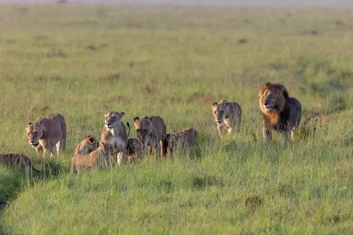 Framed Print : Pride of Lions (Panthera leo) with cubs, walking across the savanna, Masai Mara National Reserve, Kenya Framed Print : Pride of Lions (Panthera leo) with cubs, walking across the savanna, Masai Mara National Reserve, Kenya