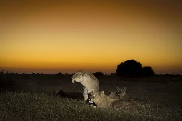 Pride of Lions (Panthera leo) on termite mound at sunset, Okavango Delta, Botswana
