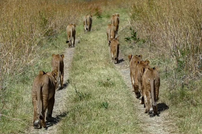 Framed Print : Pride of Lions (Panthera leo) walking along track in grassland, Okavango Delta, Botswana