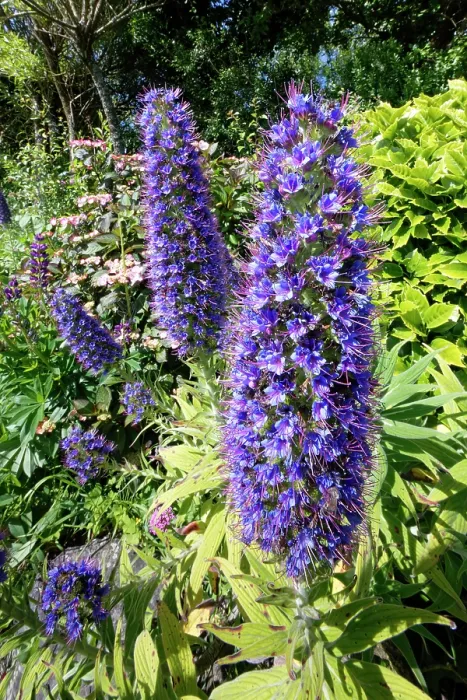 Framed Print : Pride of Madeira (Echium candicans) flowering in a garden flowerbed, The Lizard Peninsula, Cornwall, England, UK. June