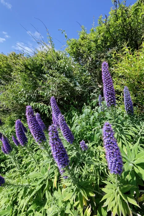 Framed Print : Pride of Madeira (Echium candicans) flowering in a garden flowerbed, The Lizard Peninsula, Cornwall, England, UK. June Framed Print : Pride of Madeira (Echium candicans) flowering in a garden flowerbed, The Lizard Peninsula, Cornwall, England, UK. June