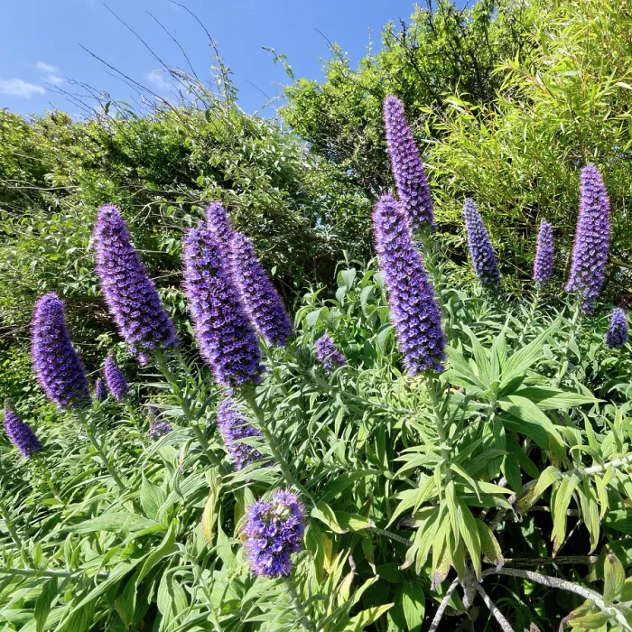 Framed Print : Pride of Madeira (Echium candicans) flowering in a garden flowerbed, The Lizard Peninsula, Cornwall, England, UK. June Framed Print : Pride of Madeira (Echium candicans) flowering in a garden flowerbed, The Lizard Peninsula, Cornwall, England, UK. June