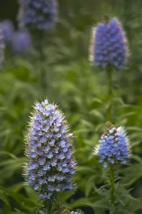 Framed Print : Pride of Maderia (Echium candicans) flowers, Madeira, March 2009