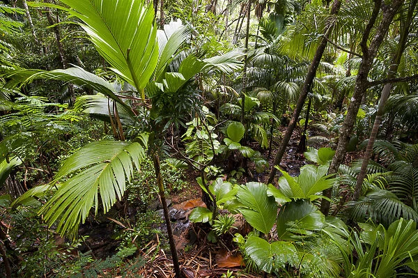 Pristine Coco de mer forest (Lodoicea maldivica) with brook, Vallee de Mai Nature Reserve
