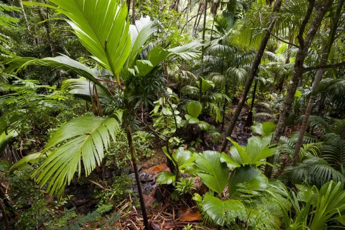 Framed Print : Pristine Coco de mer forest (Lodoicea maldivica) with brook, Vallee de Mai Nature Reserve Framed Print : Pristine Coco de mer forest (Lodoicea maldivica) with brook, Vallee de Mai Nature Reserve