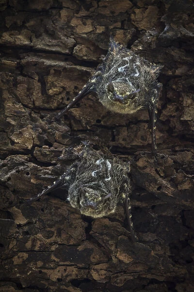 Proboscis bats (Rhynchonycteris naso) day roosting, Costa Rica, March 2014