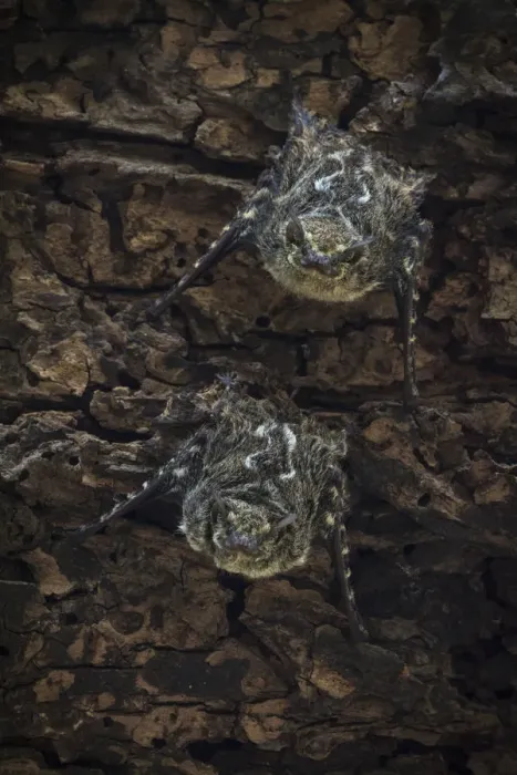 Framed Print : Proboscis bats (Rhynchonycteris naso) day roosting, Costa Rica, March 2014 Framed Print : Proboscis bats (Rhynchonycteris naso) day roosting, Costa Rica, March 2014