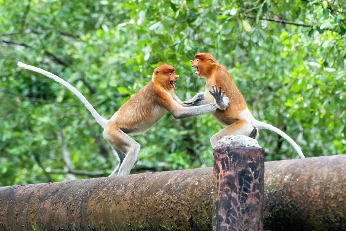 Framed Print : Two Proboscis monkey (Nasalis larvatus) juveniles fighting on a pipe, Balikpapan City, East Kalimantan, Indonesia Framed Print : Two Proboscis monkey (Nasalis larvatus) juveniles fighting on a pipe, Balikpapan City, East Kalimantan, Indonesia