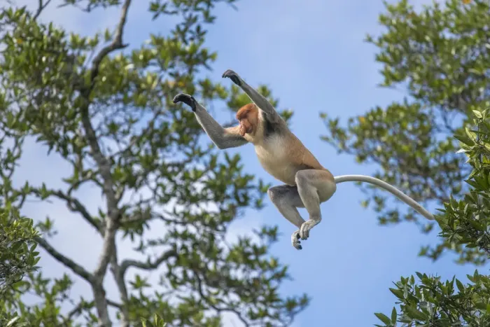 Framed Print : Proboscis monkey (Nasalis larvatus) male leaps between trees. Sabah, Malaysian Borneo Framed Print : Proboscis monkey (Nasalis larvatus) male leaps between trees. Sabah, Malaysian Borneo
