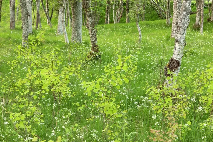 Framed Print : Proliferation of Aspen (Populus tremula) suckers in mature Aspen woodland, Cairngorms National Park, Scotland, UK. June Framed Print : Proliferation of Aspen (Populus tremula) suckers in mature Aspen woodland, Cairngorms National Park, Scotland, UK. June
