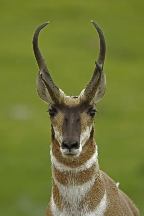Framed Print : Pronghorn Antelope (Antilocapra americana) head portrait, South Dakota, USA Framed Print : Pronghorn Antelope (Antilocapra americana) head portrait, South Dakota, USA
