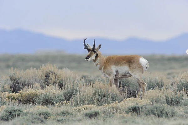 Pronghorn (Antilocapra americana) on the Pinedale Mesa Anticline. Sublette County, Wyoming, USA