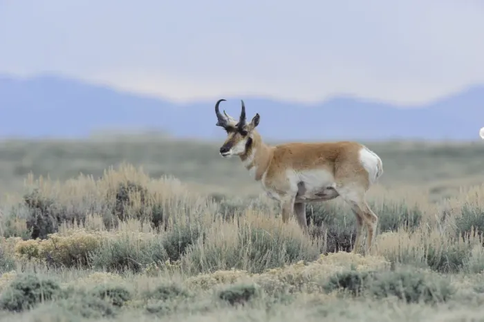 Framed Print : Pronghorn (Antilocapra americana) on the Pinedale Mesa Anticline. Sublette County, Wyoming, USA Framed Print : Pronghorn (Antilocapra americana) on the Pinedale Mesa Anticline. Sublette County, Wyoming, USA
