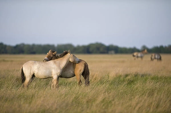 Przewalski horses (Equus ferus przewalskii) mutual grooming, Hortobagy National Park
