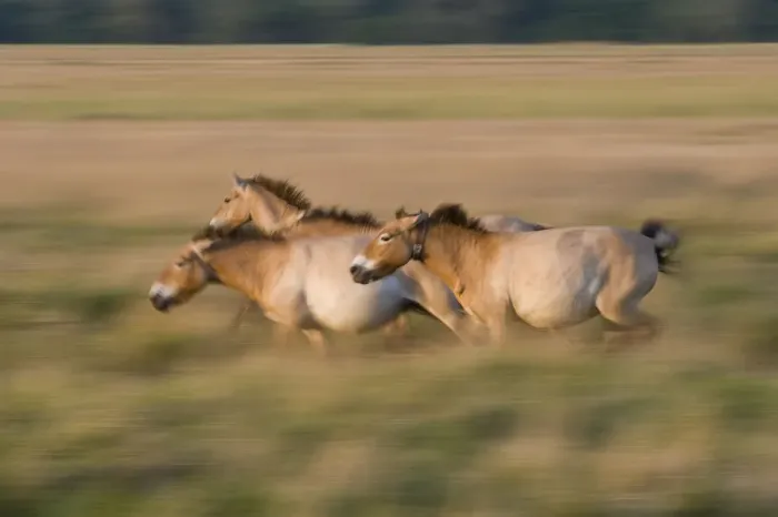 Framed Print : Three Przewalski horses (Equus ferus przewalskii) running, Hortobagy National Park Framed Print : Three Przewalski horses (Equus ferus przewalskii) running, Hortobagy National Park