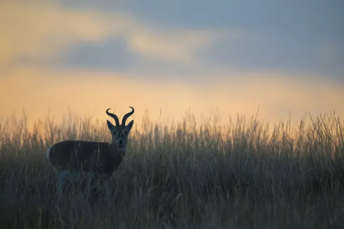 Framed Print : Przewalskias gazelle (Procapra przewalskii) in grassland at dusk Framed Print : Przewalskias gazelle (Procapra przewalskii) in grassland at dusk