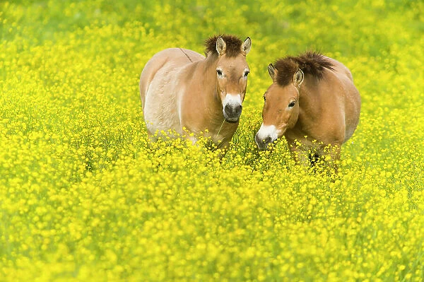 Przewalski's horse (Equus ferus przewalskii) grazing in buttercups, Parc de la Haute Touche, Obterre, France. May. Captive, occurs in Central Asia
