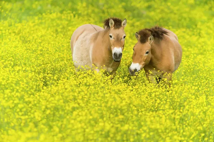 Framed Print : Przewalski's horse (Equus ferus przewalskii) grazing in buttercups, Parc de la Haute Touche, Obterre, France. May. Captive, occurs in Central Asia Framed Print : Przewalski's horse (Equus ferus przewalskii) grazing in buttercups, Parc de la Haute Touche, Obterre, France. May. Captive, occurs in Central Asia