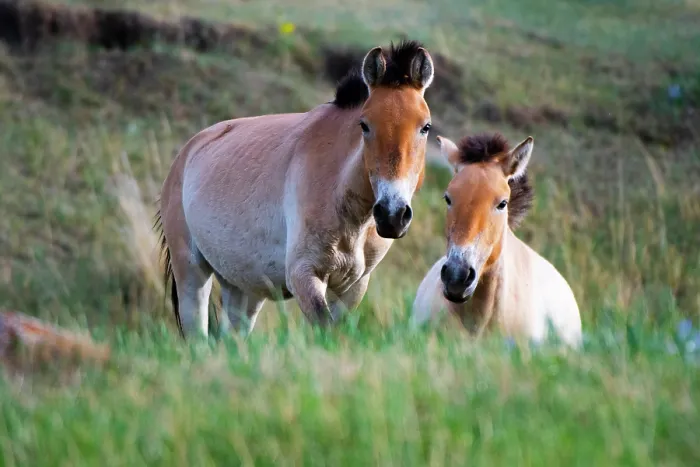 Framed Print : Two Przewalski's horse (Equus ferus przewalskii) mares, portrait, Hustai National Park, Mongolia. Endangered Framed Print : Two Przewalski's horse (Equus ferus przewalskii) mares, portrait, Hustai National Park, Mongolia. Endangered