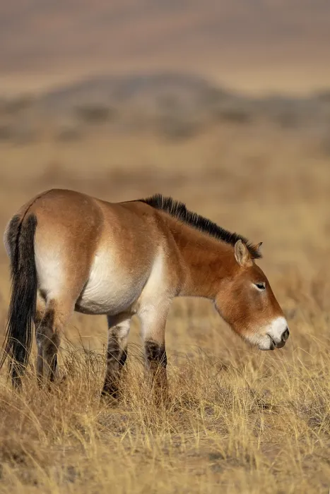 Framed Print : Przewalski's horse (Equus ferus przewalskii) standing in grassland, Khomyn Talyn Takhi Nature reserve, Western Mongolia. Endangered