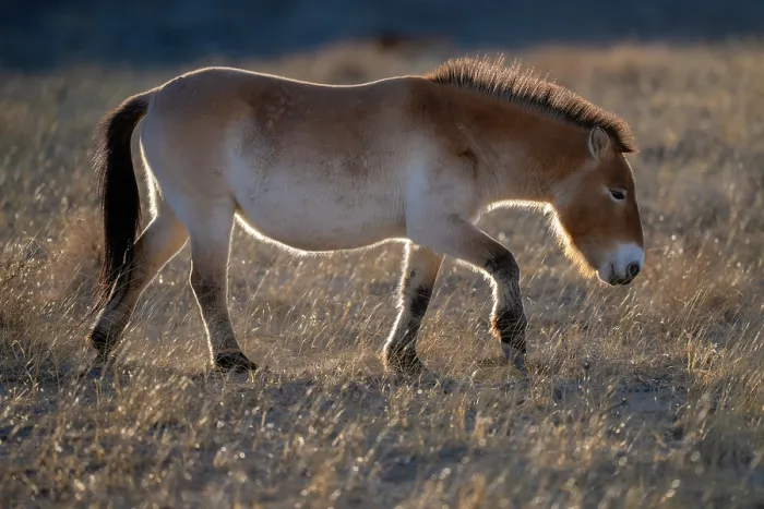 Framed Print : Przewalski's horse (Equus ferus przewalskii) walking in grassland, Khomyn Talyn Takhi Nature reserve, Western Mongolia. Endangered Framed Print : Przewalski's horse (Equus ferus przewalskii) walking in grassland, Khomyn Talyn Takhi Nature reserve, Western Mongolia. Endangered