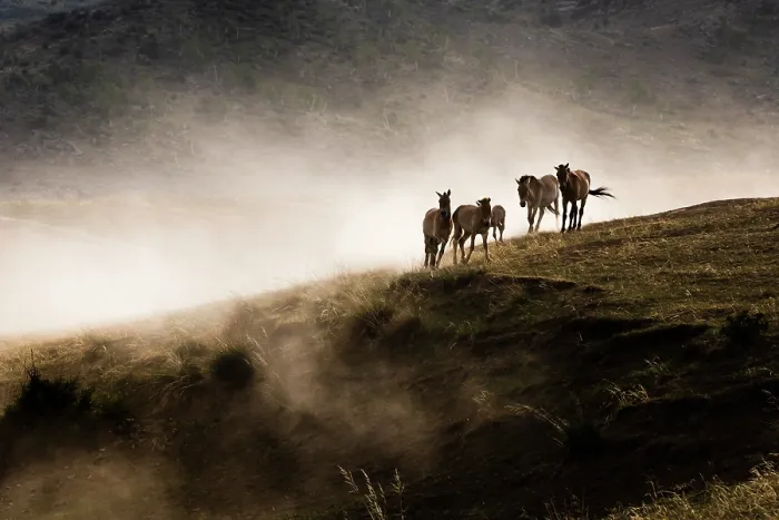Framed Print : Przewalski's horses (Equus ferus przewalskii) herd on a clifftop, Hustai National Park, Mongolia. Endangered Framed Print : Przewalski's horses (Equus ferus przewalskii) herd on a clifftop, Hustai National Park, Mongolia. Endangered