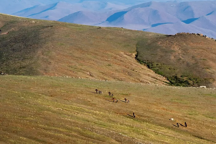 Framed Print : Przewalski's horses (Equus ferus przewalskii) herd crossing the steppe, Hustai National Park, Mongolia. Endangered Framed Print : Przewalski's horses (Equus ferus przewalskii) herd crossing the steppe, Hustai National Park, Mongolia. Endangered