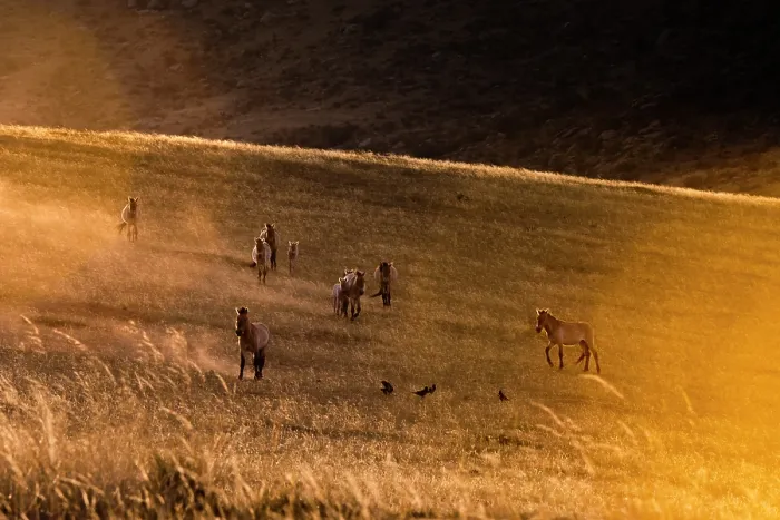 Framed Print : Przewalski's horses (Equus ferus przewalskii) herd walking in the steppe at sunset, Hustai National Park, Mongolia. Endangered Framed Print : Przewalski's horses (Equus ferus przewalskii) herd walking in the steppe at sunset, Hustai National Park, Mongolia. Endangered