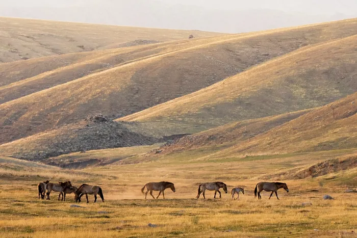 Framed Print : Przewalski's horses (Equus ferus przewalskii) herd walking on the steppe at sunset, Hustai National Park, Mongolia. Endangered Framed Print : Przewalski's horses (Equus ferus przewalskii) herd walking on the steppe at sunset, Hustai National Park, Mongolia. Endangered