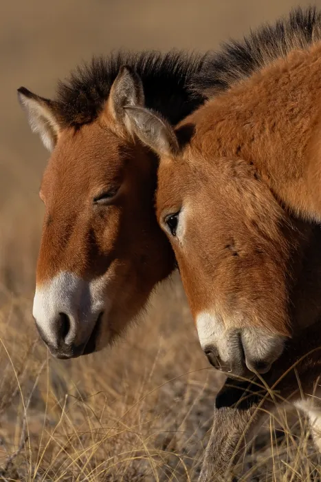 Framed Print : Two Przewalski's horses (Equus ferus przewalskii) touching heads, Khomyn Talyn Takhi Nature reserve, Western Mongolia. Endangered Framed Print : Two Przewalski's horses (Equus ferus przewalskii) touching heads, Khomyn Talyn Takhi Nature reserve, Western Mongolia. Endangered